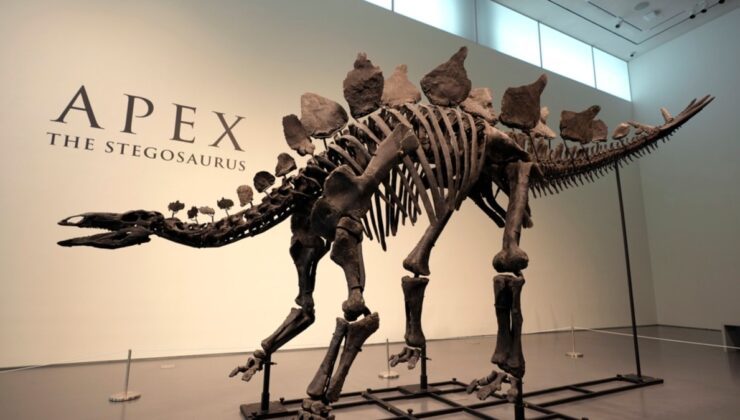 Apex lakaplı Stegosaurus New York’ta açık artırmaya çıkarılacak