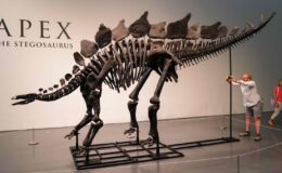 Stegosaurus “Apex”: Dinozor iskeleti için açık artırmada teklif savaşı – çekiç 45 milyon dolara fiyatlandırıldı