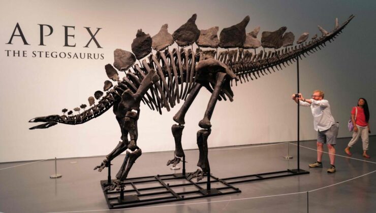 Stegosaurus “Apex”: Dinozor iskeleti için açık artırmada teklif savaşı – çekiç 45 milyon dolara fiyatlandırıldı