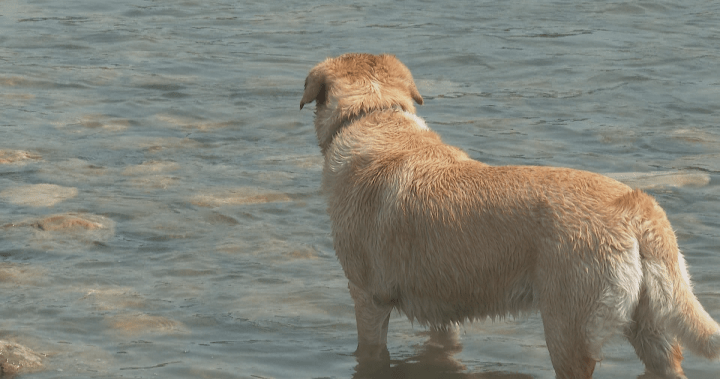 Alberta’daki sıcak hava dalgası devam ederken bazı köpekler sıcak çarpmasından muzdarip