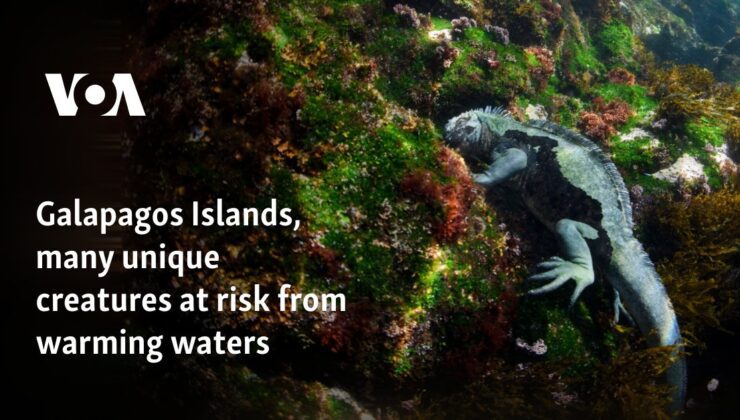 Galapagos Adaları, ısınan sular nedeniyle pek çok eşsiz canlının tehlike altında olduğu bir yer