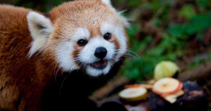 Toronto Hayvanat Bahçesi’nde kırmızı panda yavrusunun ölümü, türün kırılganlığını ortaya koydu – Toronto