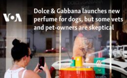 Dolce & Gabbana köpekler için yeni bir parfüm piyasaya sürdü, ancak bazı veterinerler ve evcil hayvan sahipleri şüpheci