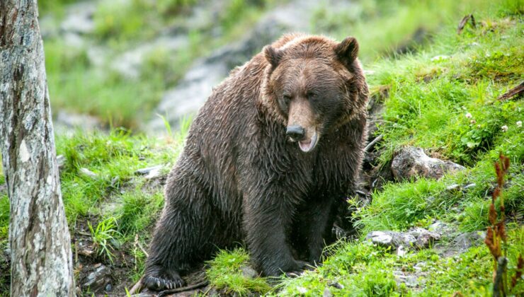 Alaska’da bir avcı, ayı tarafından parçalandıktan sonra onu savuşturmaya çalışırken bacağından vuruldu | ABD Haberleri