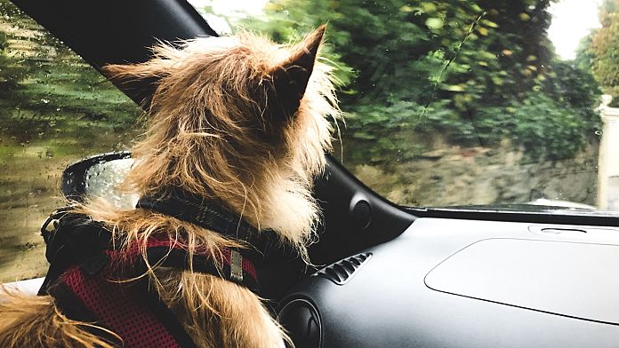 Ankara’da bir apartman yönetimine sahip olan köpeği zorla barınağa göndermeye çalışıyor