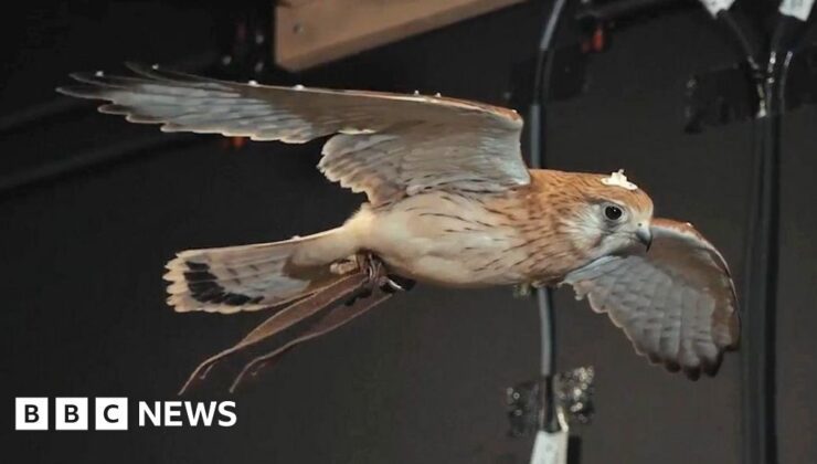 Havada süzülen kerkenezlerin sırları şehir dronlarına yardımcı olabilir