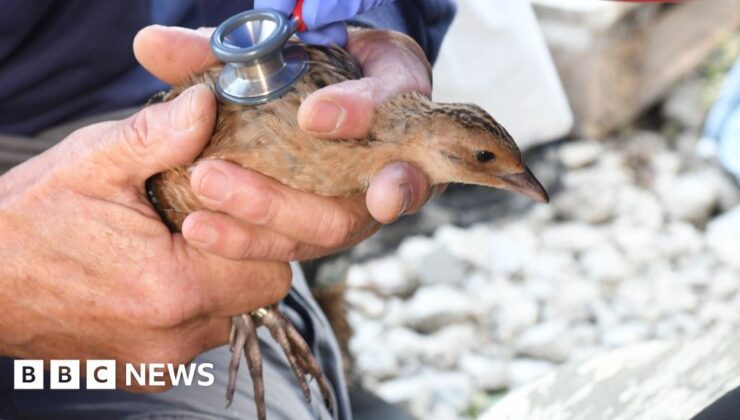 Norfolk’a yeniden kazandırılması, nesli tükenmekte olan çayır tavuğu için umutları artırıyor