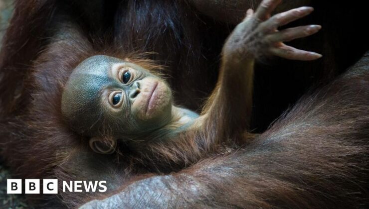 Orangutana çocuk maskotunun adı verildi