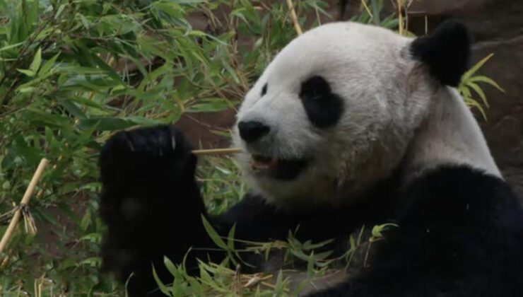 Yükseliş: Pandalar ve yavru köpek sevgisi