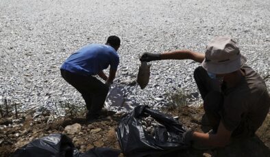 Yunanistan’ın Volos limanına doğru binlerce ölü balık nedeniyle olağanüstü hal ilan edildi