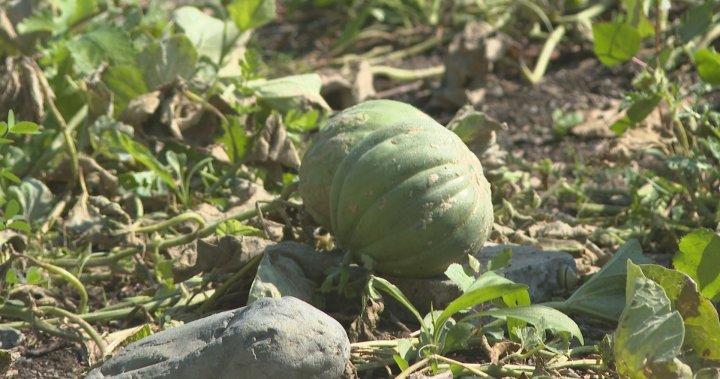 Bir zamanlar neredeyse yok olduğu düşünülen Montreal kavunu uzun zamandır beklenen geri dönüşünü gerçekleştiriyor – Montreal