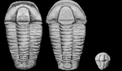 Paleontoloji: Bavyera’da 500 milyon yıllık deniz yaşamı fosilleri bulundu