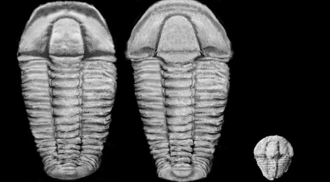 Paleontoloji: Bavyera’da 500 milyon yıllık deniz yaşamı fosilleri bulundu