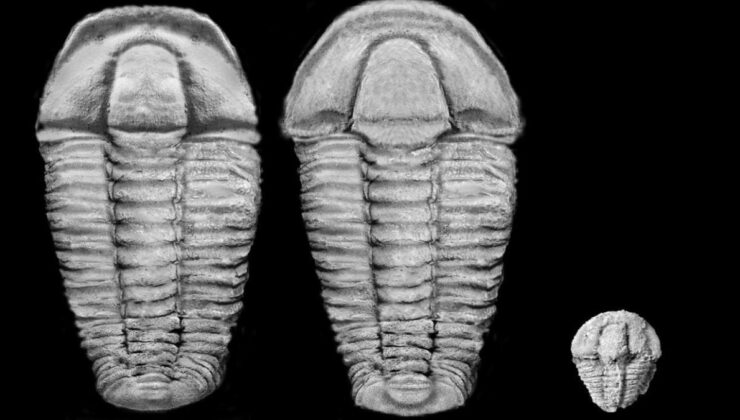 Paleontoloji: Bavyera’da 500 milyon yıllık deniz yaşamı fosilleri bulundu