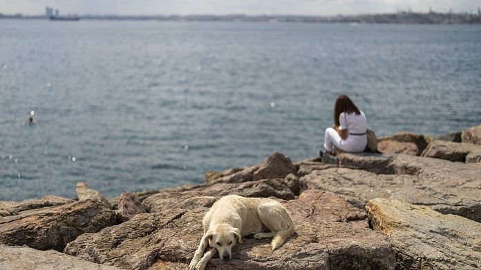 Kadıköy’de 25 sokak hayvanı ‘zehirli anne’ ile öldürüldü